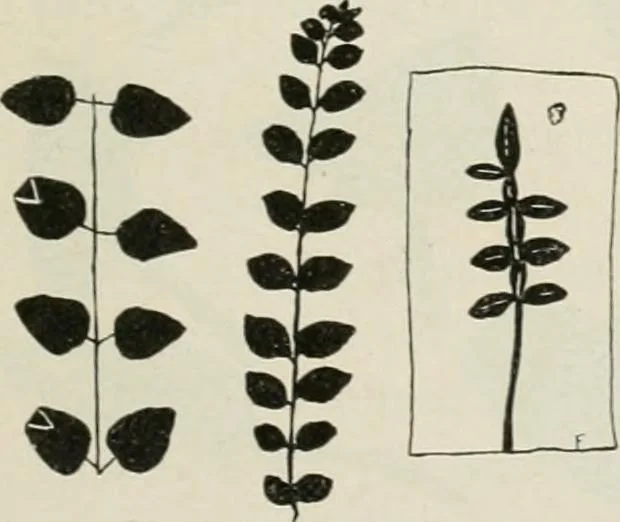 An illustration from Nature drawing from various points of view, 1910, leaf 82