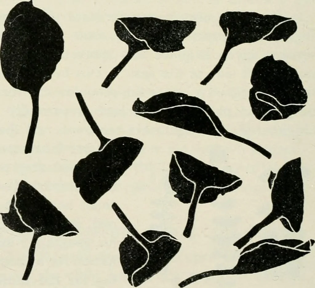 An illustration from Nature drawing from various points of view, 1910, leaf 83