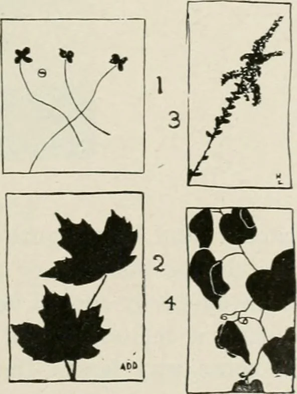 An illustration from Nature drawing from various points of view, 1910, leaf 84