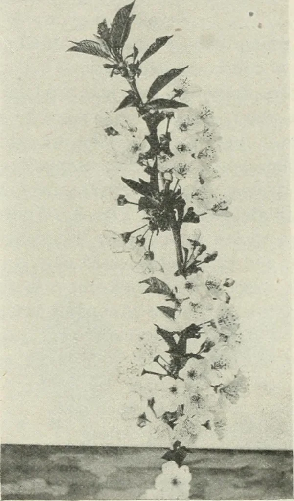 An illustration from Nature drawing from various points of view, 1910, leaf 85