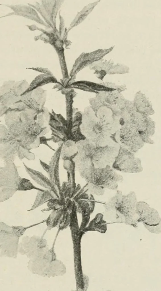 An illustration from Nature drawing from various points of view, 1910, leaf 86
