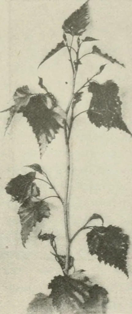 An illustration from Nature drawing from various points of view, 1910, leaf 88