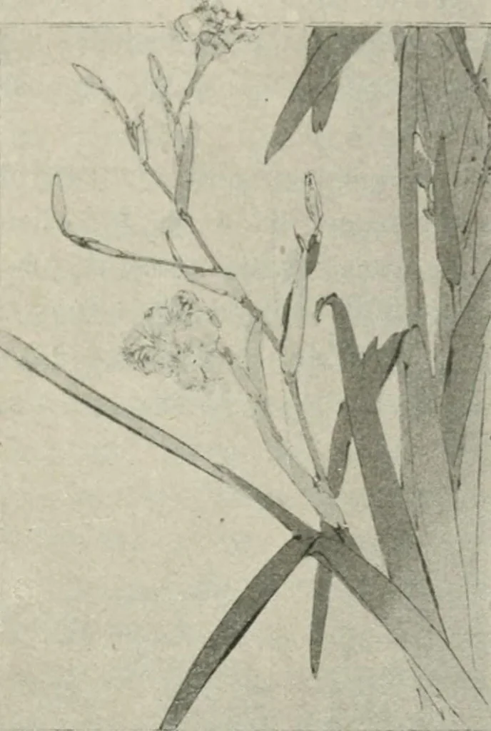 An illustration from Nature drawing from various points of view, 1910, leaf 90
