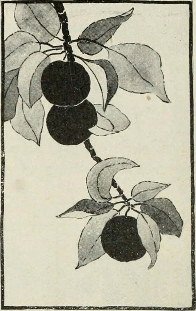 An illustration from Nature drawing from various points of view, 1910, leaf 95