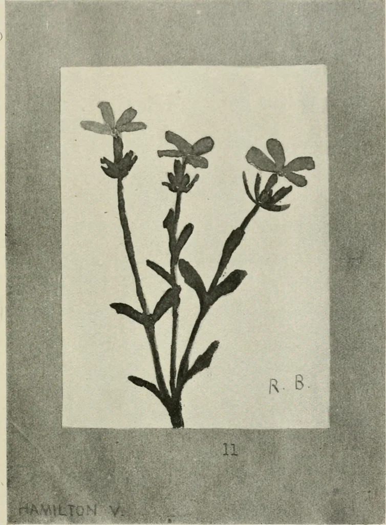 An illustration from Nature drawing from various points of view, 1910, leaf 96