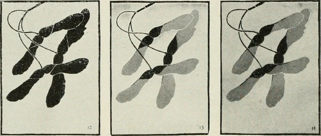 An illustration from Nature drawing from various points of view, 1910, leaf 97