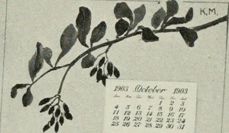 An illustration from Nature drawing from various points of view, 1910, leaf 97