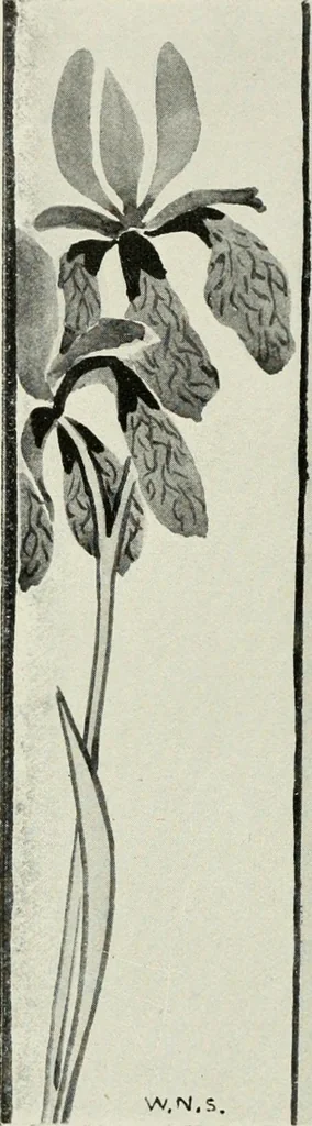 An illustration from Nature drawing from various points of view, 1910, leaf 99