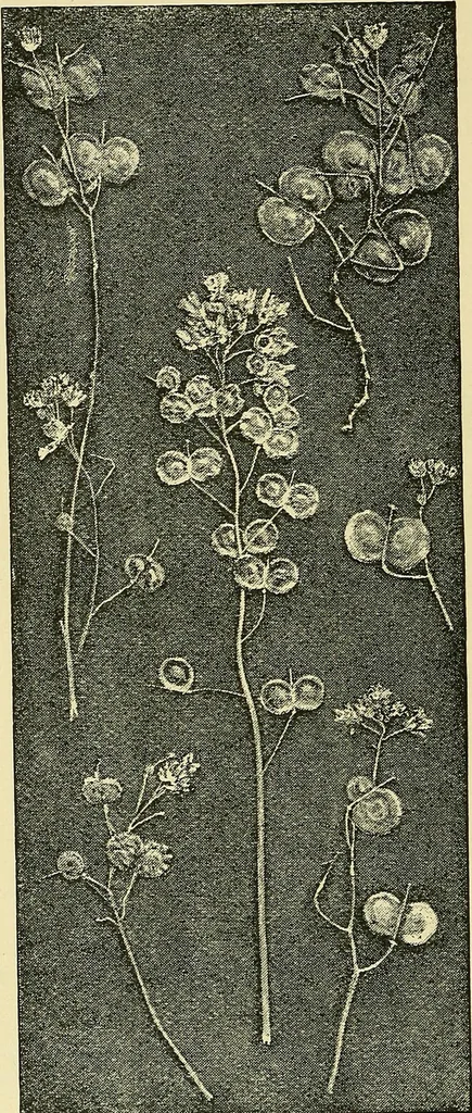An illustration from Nature in ornament; an enquiry into the natural element in ornamental design & a survey of the ornamental treatment of natural forms, 1902, leaf 133