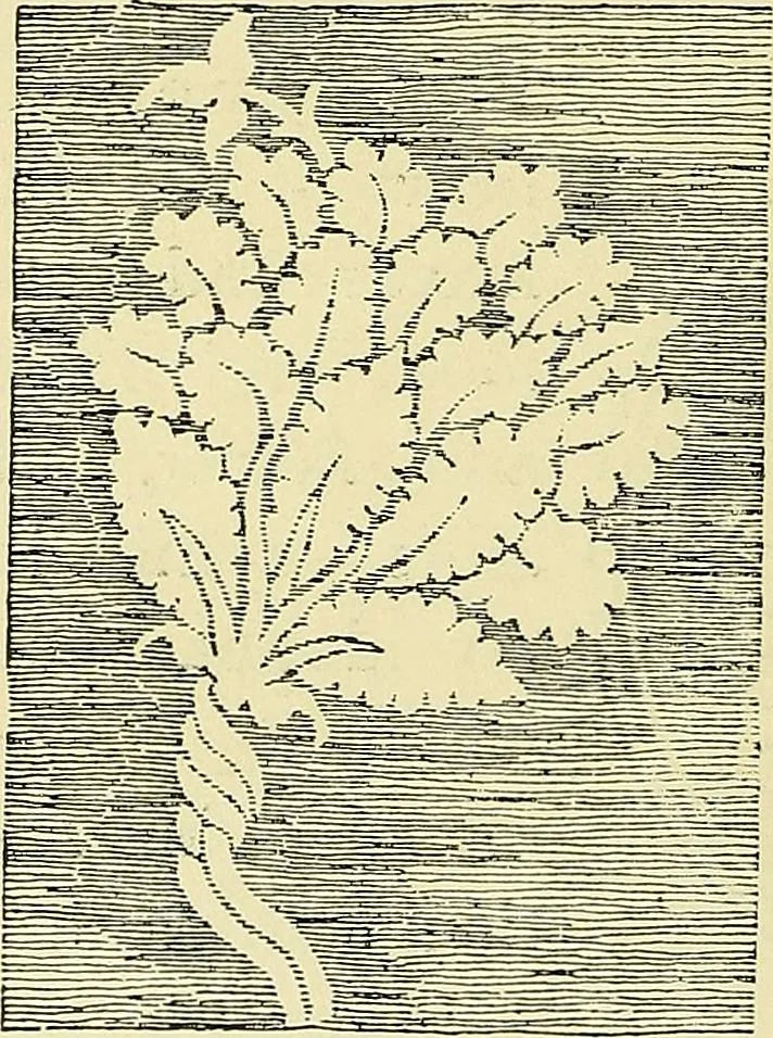 An illustration from Nature in ornament; an enquiry into the natural element in ornamental design & a survey of the ornamental treatment of natural forms, 1902, leaf 137