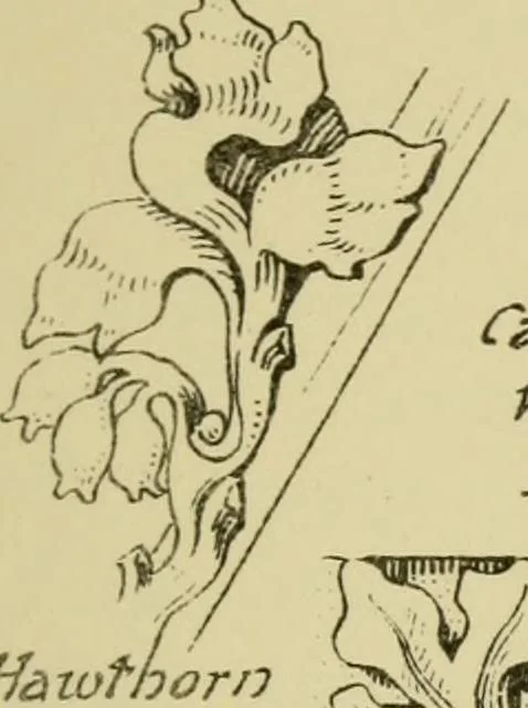 An illustration from Nature in ornament; an enquiry into the natural element in ornamental design & a survey of the ornamental treatment of natural forms, 1902, leaf 150