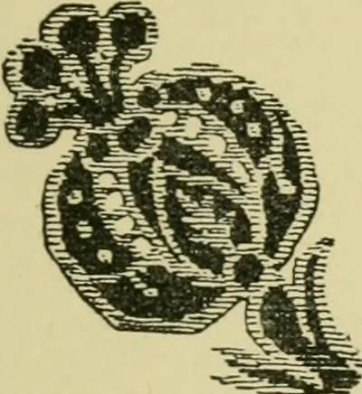 An illustration from Nature in ornament; an enquiry into the natural element in ornamental design & a survey of the ornamental treatment of natural forms, 1902, leaf 172