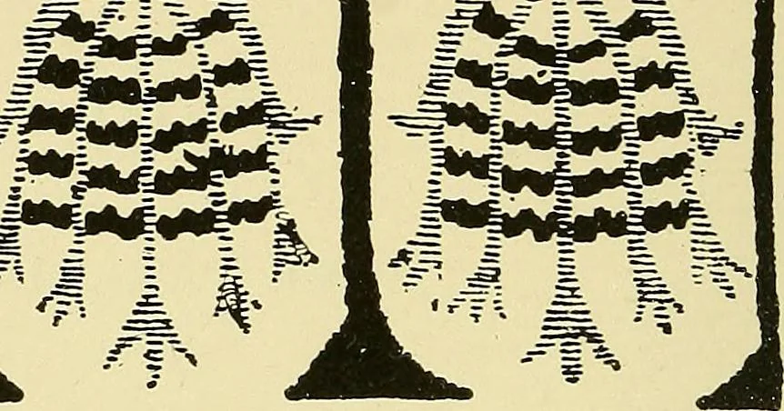 An illustration from Nature in ornament; an enquiry into the natural element in ornamental design & a survey of the ornamental treatment of natural forms, 1902, leaf 281