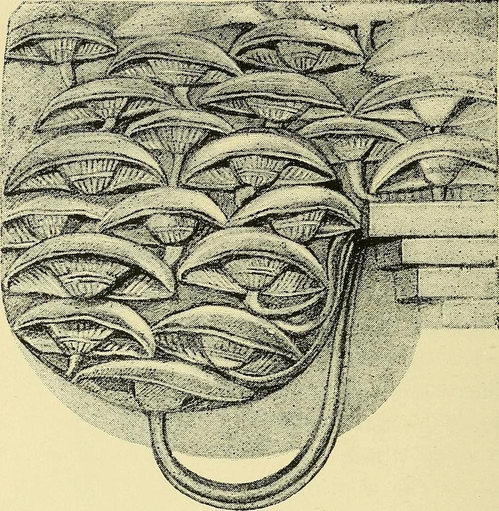 An illustration from Nature in ornament; an enquiry into the natural element in ornamental design & a survey of the ornamental treatment of natural forms, 1902, leaf 299
