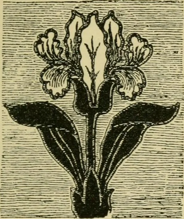 An illustration from Nature in ornament; an enquiry into the natural element in ornamental design & a survey of the ornamental treatment of natural forms, 1902, leaf 300