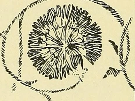 An illustration from Nature in ornament; an enquiry into the natural element in ornamental design & a survey of the ornamental treatment of natural forms, 1902, leaf 301