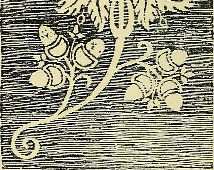 An illustration from Nature in ornament; an enquiry into the natural element in ornamental design & a survey of the ornamental treatment of natural forms, 1902, leaf 317