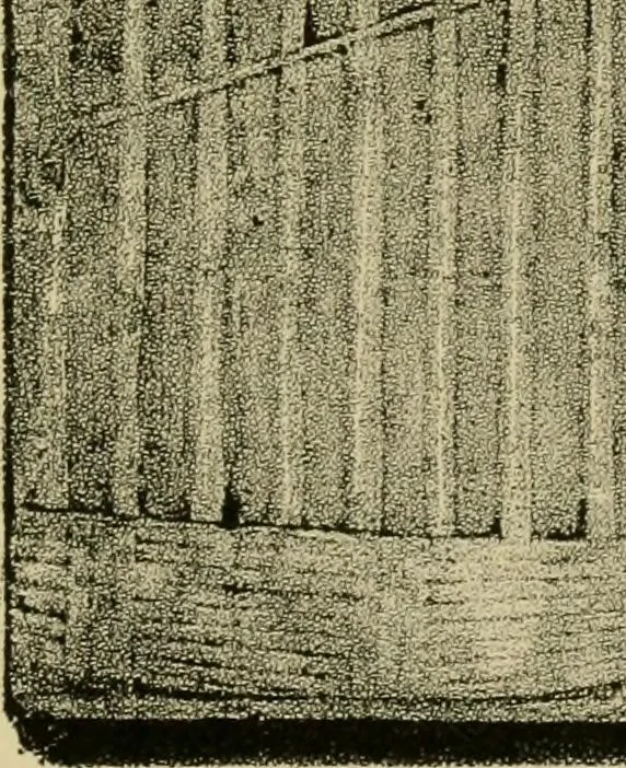 An illustration from Nature in ornament; an enquiry into the natural element in ornamental design & a survey of the ornamental treatment of natural forms, 1902, leaf 338