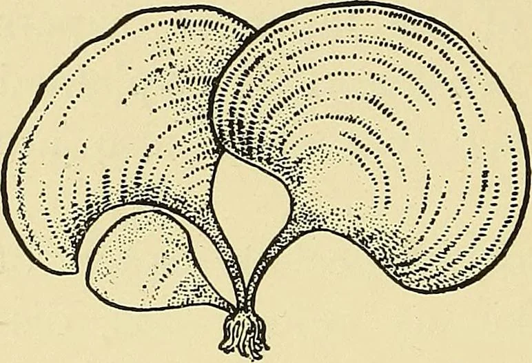 An illustration from Nature in ornament; an enquiry into the natural element in ornamental design & a survey of the ornamental treatment of natural forms, 1902, leaf 357