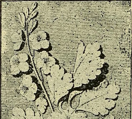 An illustration from Nature in ornament; an enquiry into the natural element in ornamental design & a survey of the ornamental treatment of natural forms, 1902, leaf 373