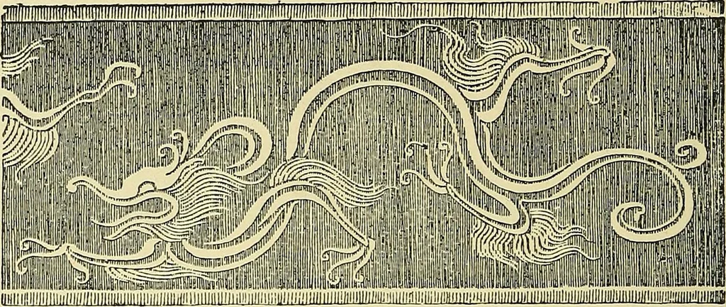 An illustration from Nature in ornament; an enquiry into the natural element in ornamental design & a survey of the ornamental treatment of natural forms, 1902, leaf 451