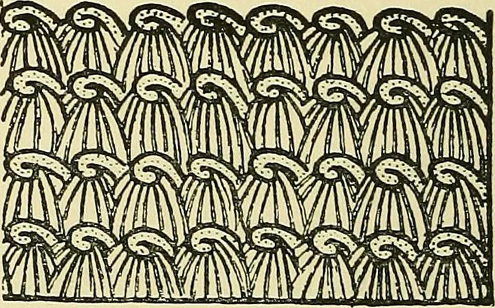 An illustration from Nature in ornament; an enquiry into the natural element in ornamental design & a survey of the ornamental treatment of natural forms, 1902, leaf 467