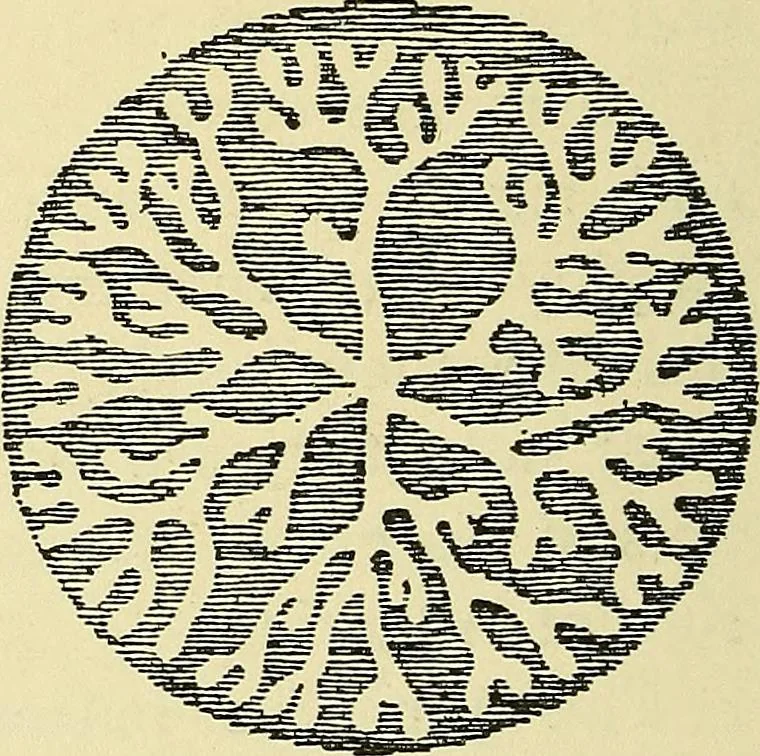 An illustration from Nature in ornament; an enquiry into the natural element in ornamental design & a survey of the ornamental treatment of natural forms, 1902, leaf 473