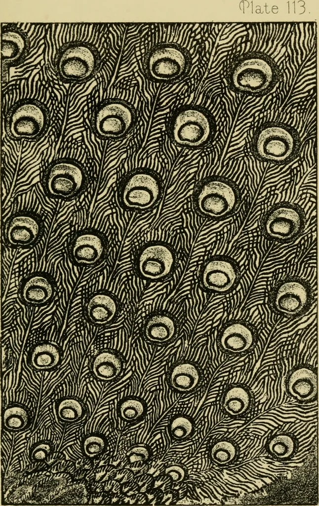 An illustration from Nature in ornament; an enquiry into the natural element in ornamental design & a survey of the ornamental treatment of natural forms, 1902, leaf 478