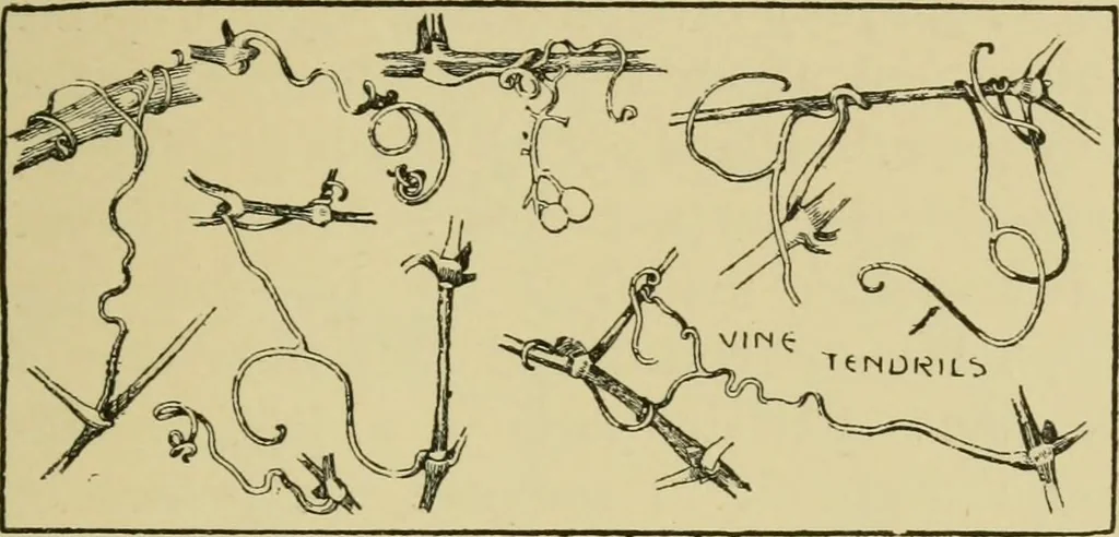 An illustration from Nature in ornament; an enquiry into the natural element in ornamental design & a survey of the ornamental treatment of natural forms, 1902, leaf 48