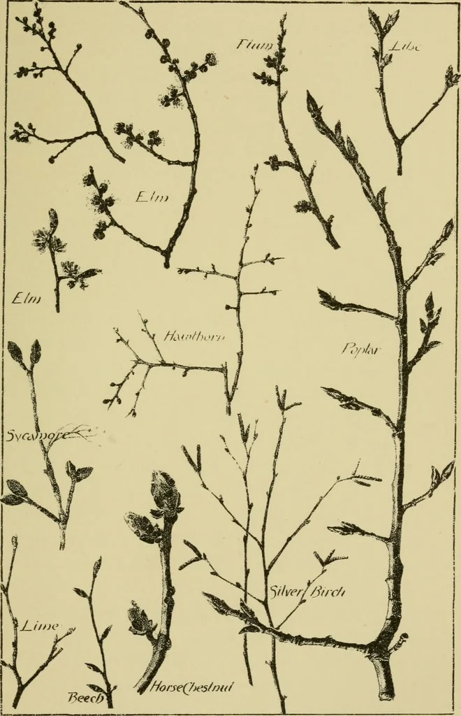 An illustration from Nature in ornament; an enquiry into the natural element in ornamental design & a survey of the ornamental treatment of natural forms, 1902, leaf 50