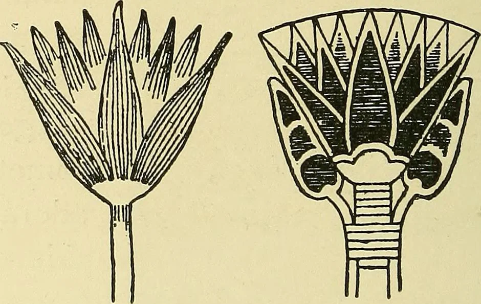 An illustration from Nature in ornament; an enquiry into the natural element in ornamental design & a survey of the ornamental treatment of natural forms, 1902, leaf 509