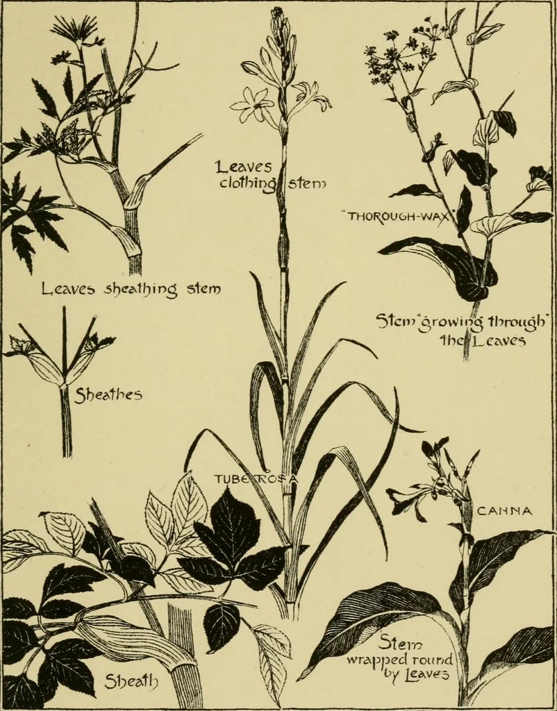 An illustration from Nature in ornament; an enquiry into the natural element in ornamental design & a survey of the ornamental treatment of natural forms, 1902, leaf 54
