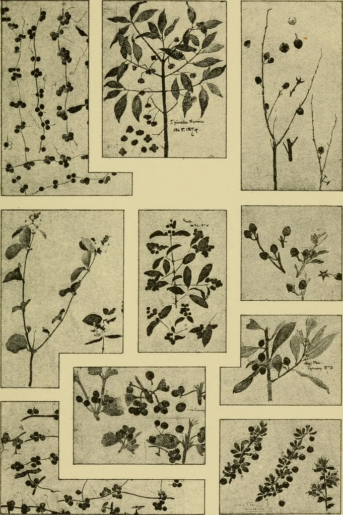 An illustration from Nature in ornament; an enquiry into the natural element in ornamental design & a survey of the ornamental treatment of natural forms, 1902, leaf 58
