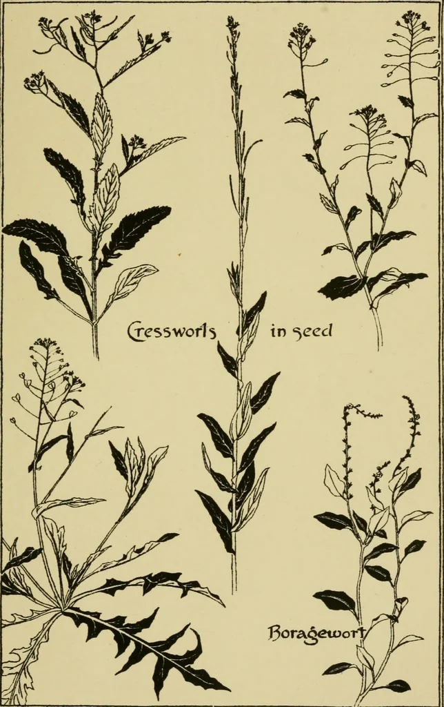 An illustration from Nature in ornament; an enquiry into the natural element in ornamental design & a survey of the ornamental treatment of natural forms, 1902, leaf 62