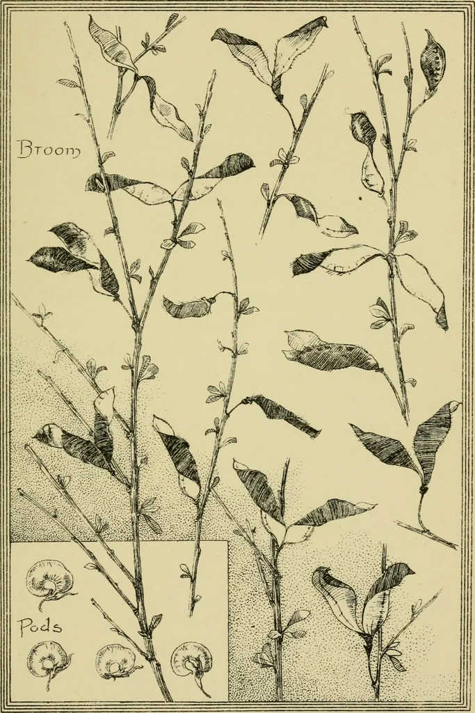 An illustration from Nature in ornament; an enquiry into the natural element in ornamental design & a survey of the ornamental treatment of natural forms, 1902, leaf 66