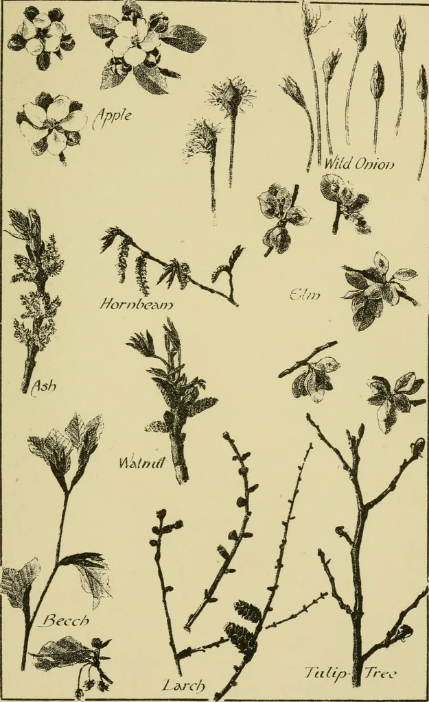 An illustration from Nature in ornament; an enquiry into the natural element in ornamental design & a survey of the ornamental treatment of natural forms, 1902, leaf 70