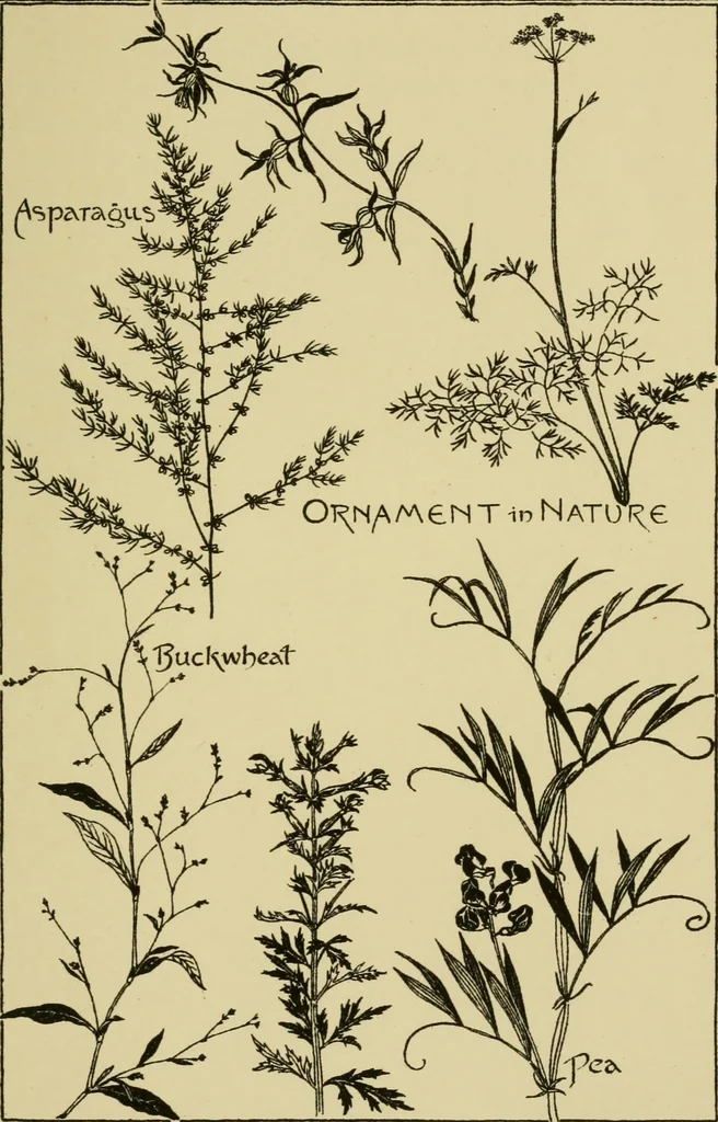 An illustration from Nature in ornament; an enquiry into the natural element in ornamental design & a survey of the ornamental treatment of natural forms, 1902, leaf 78