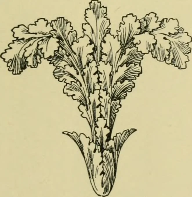 An illustration from Nature in ornament; an enquiry into the natural element in ornamental design & a survey of the ornamental treatment of natural forms, 1902, leaf 96