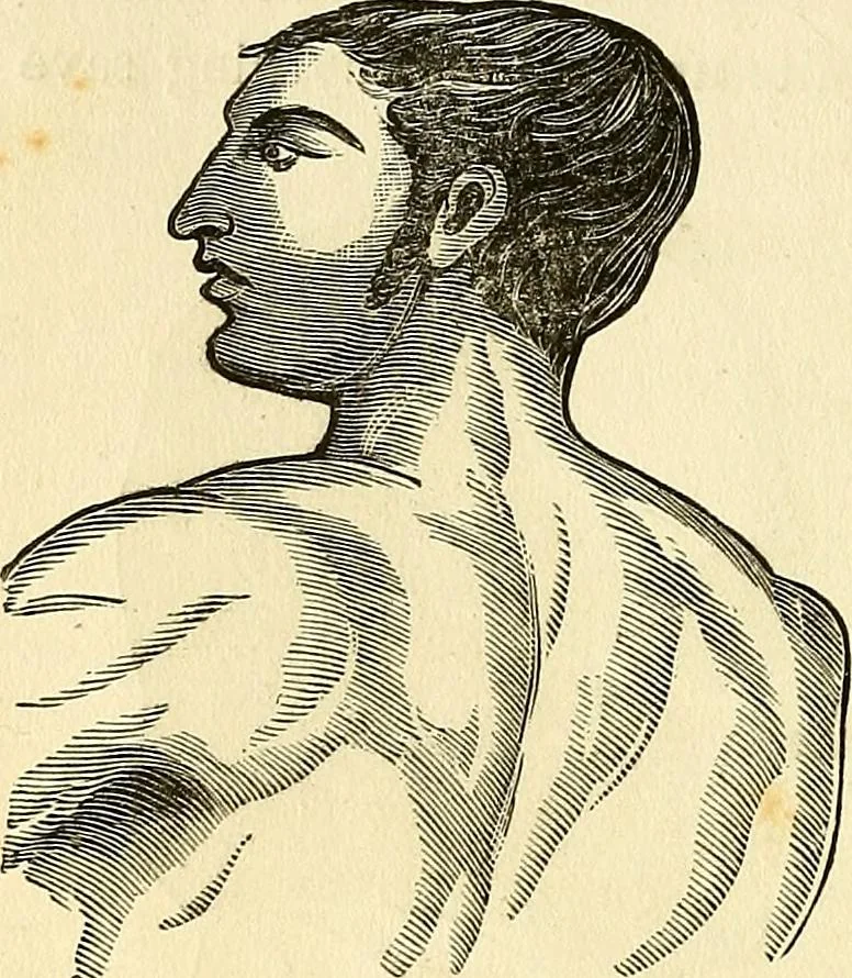 An illustration from Nature's revelations of character; or, physiognomy illustrated. A description of the mental, moral and volitive dispositions of mankind, as manifested in the human form and countenance, 1879, leaf 115