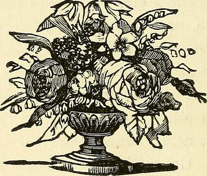 An illustration from Nature's revelations of character; or, physiognomy illustrated. A description of the mental, moral and volitive dispositions of mankind, as manifested in the human form and countenance, 1879, leaf 151