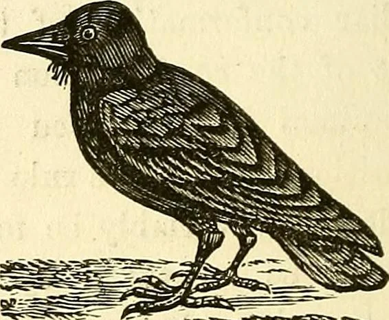 An illustration from Nature's revelations of character; or, physiognomy illustrated. A description of the mental, moral and volitive dispositions of mankind, as manifested in the human form and countenance, 1879, leaf 169