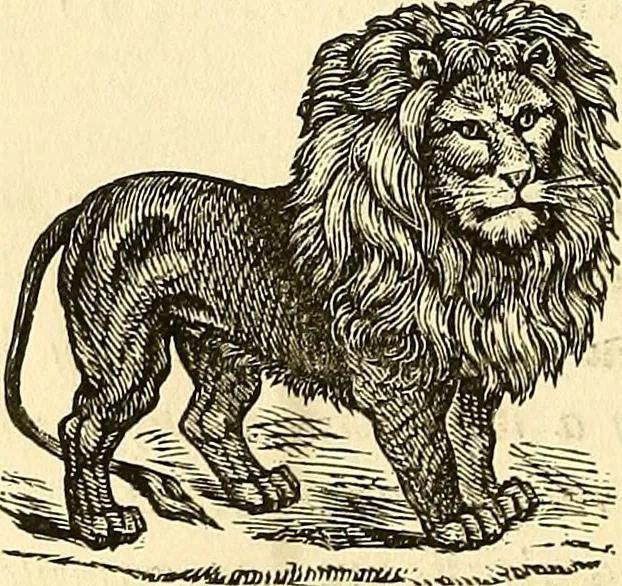 An illustration from Nature's revelations of character; or, physiognomy illustrated. A description of the mental, moral and volitive dispositions of mankind, as manifested in the human form and countenance, 1879, leaf 177