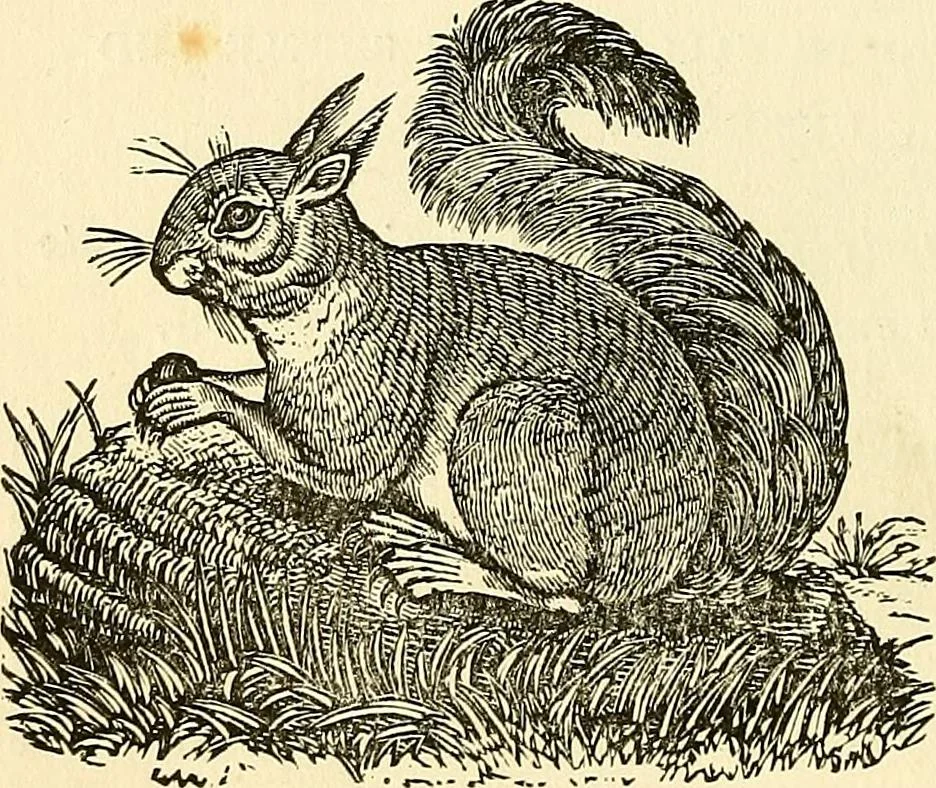 An illustration from Nature's revelations of character; or, physiognomy illustrated. A description of the mental, moral and volitive dispositions of mankind, as manifested in the human form and countenance, 1879, leaf 179