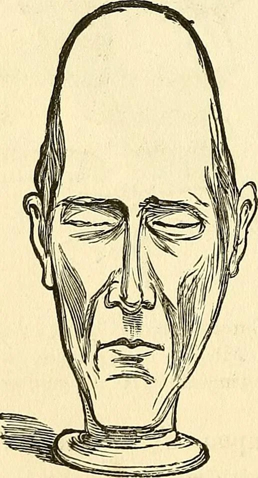 An illustration from Nature's revelations of character; or, physiognomy illustrated. A description of the mental, moral and volitive dispositions of mankind, as manifested in the human form and countenance, 1879, leaf 195