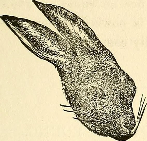 An illustration from Nature's revelations of character; or, physiognomy illustrated. A description of the mental, moral and volitive dispositions of mankind, as manifested in the human form and countenance, 1879, leaf 196