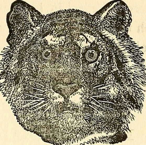 An illustration from Nature's revelations of character; or, physiognomy illustrated. A description of the mental, moral and volitive dispositions of mankind, as manifested in the human form and countenance, 1879, leaf 196