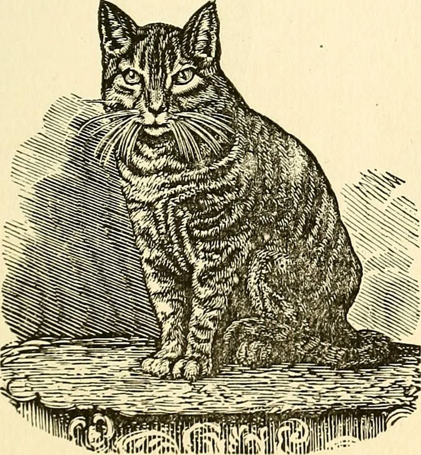 An illustration from Nature's revelations of character; or, physiognomy illustrated. A description of the mental, moral and volitive dispositions of mankind, as manifested in the human form and countenance, 1879, leaf 204
