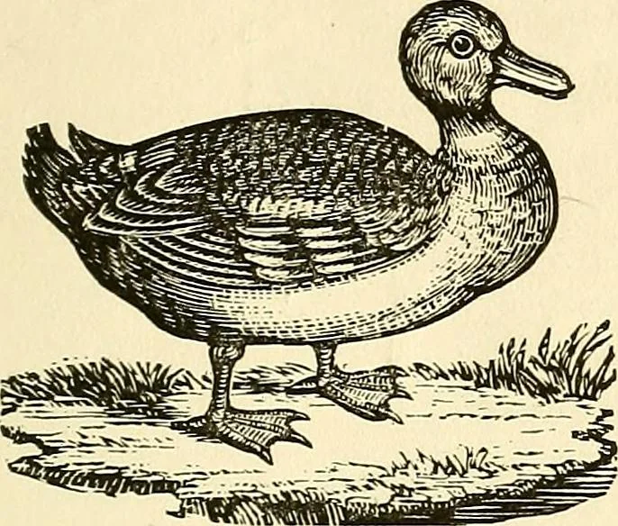 An illustration from Nature's revelations of character; or, physiognomy illustrated. A description of the mental, moral and volitive dispositions of mankind, as manifested in the human form and countenance, 1879, leaf 206