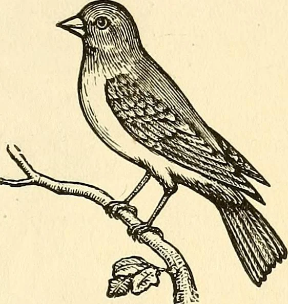An illustration from Nature's revelations of character; or, physiognomy illustrated. A description of the mental, moral and volitive dispositions of mankind, as manifested in the human form and countenance, 1879, leaf 206