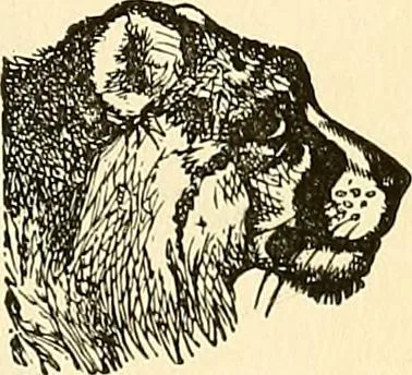 An illustration from Nature's revelations of character; or, physiognomy illustrated. A description of the mental, moral and volitive dispositions of mankind, as manifested in the human form and countenance, 1879, leaf 208